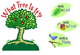 Use detailed illustrations to identify trees by their leaves or fruit. If you know the name of the tree, see illustrated information about that tree.